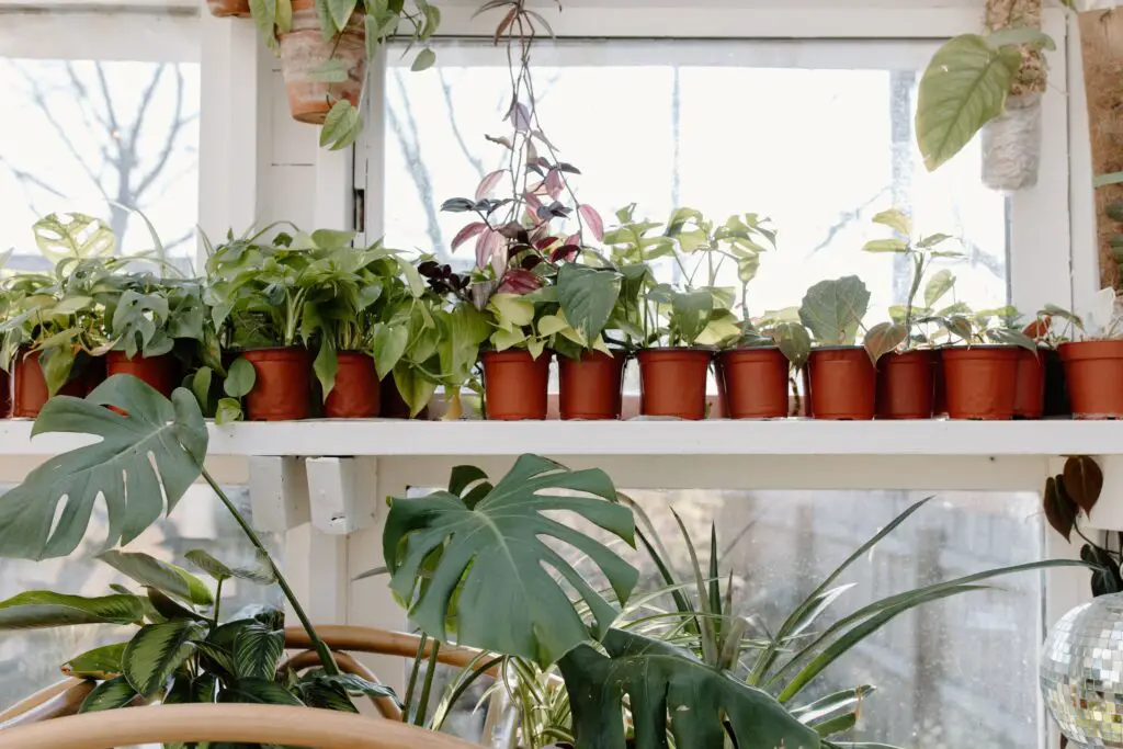 Indoor Herb and Vegetable Gardens