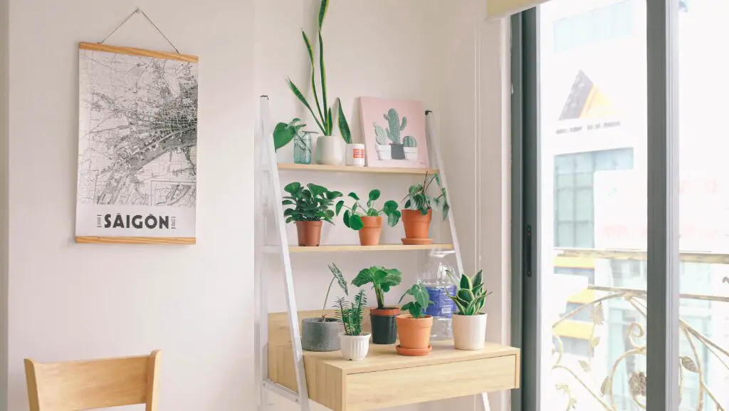 Creative Plant Display Ideas