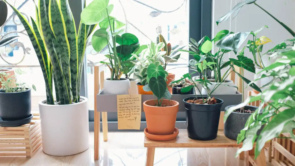 Combining Indoor Plants with Other Decor Elements