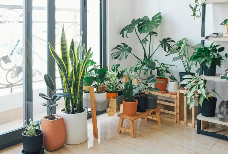 Best Houseplants for Improving Indoor Air Quality
