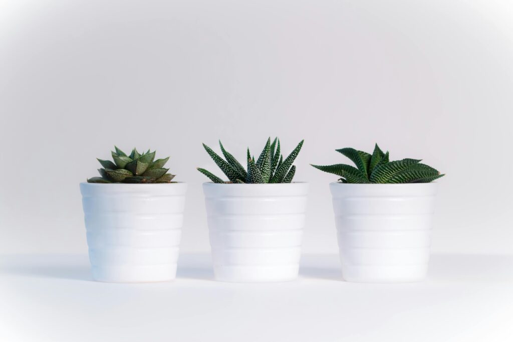 Best Indoor Plant Pot for Modern Decor