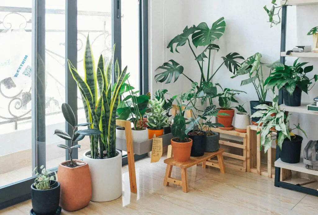 Benefits of Using Houseplants to Improve Indoor Air Quality